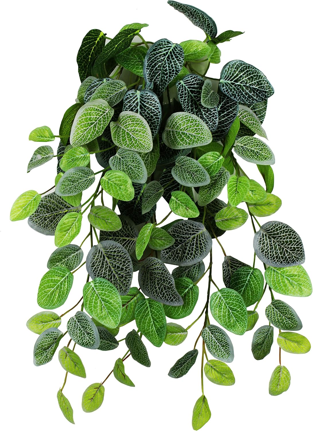 hanging bush plant Pangea Hanging Bush Plants