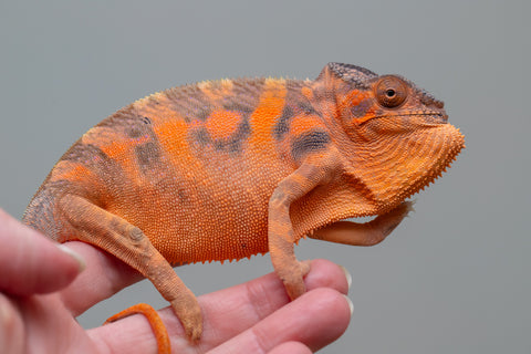 NEW: Pet Female Program! - 6 - 7 month old Individual