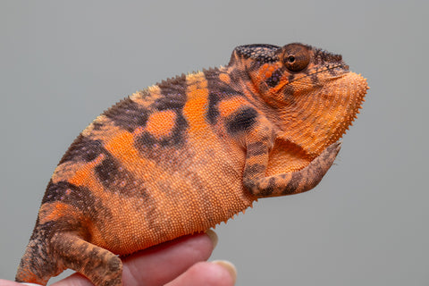 NEW: Pet Female Program! - 6 - 7 month old Individual