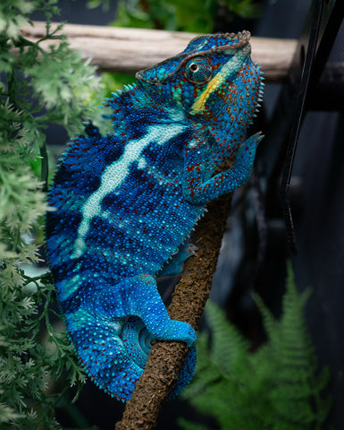 Pre-Order: Ambanja Group from "Prince Imrahil" x "Small Fry" - Hatched Nov 2025 - Ready to ship Feb