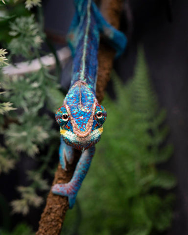 Pre-Order: Ambanja Group from "Prince Imrahil" x "Small Fry" - Hatched Nov 2025 - Ready to ship Feb