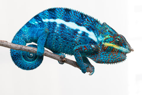 Pre-Order: Ambanja Group from "Prince Imrahil" x "Small Fry" - Hatched Nov 2025 - Ready to ship Feb