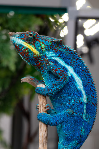 Pre-Order: Ambanja Group from "Prince Imrahil" x "Small Fry" - Hatched Nov 2025 - Ready to ship Feb