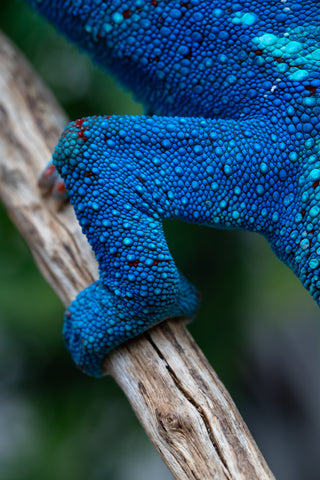 Pre-Order: Ambanja Group from "Prince Imrahil" x "Small Fry" - Hatched Nov 2025 - Ready to ship Feb