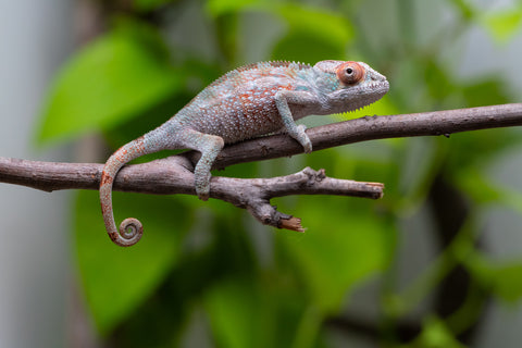 Ambilobe from "Ranomandry-afo" (AKA Ice Fire) x "Frezy" (AKA Strawberry) - Hatched May 2026 - Male #1