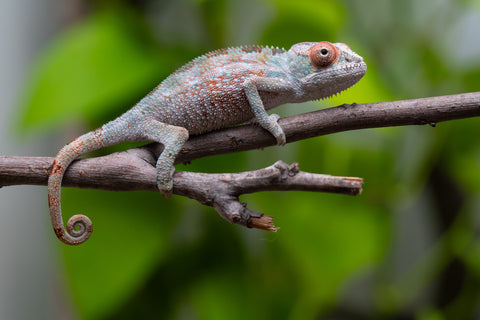 Ambilobe from "Ranomandry-afo" (AKA Ice Fire) x "Frezy" (AKA Strawberry) - Hatched May 2026 - Male #1