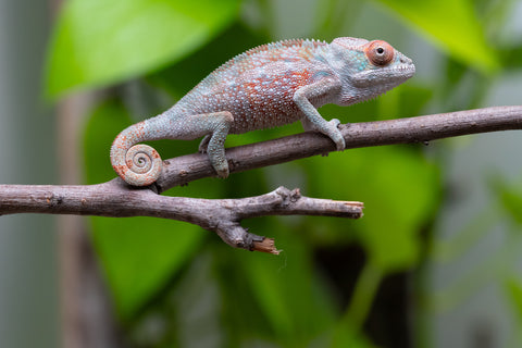 Ambilobe from "Ranomandry-afo" (AKA Ice Fire) x "Frezy" (AKA Strawberry) - Hatched May 2026 - Male #1