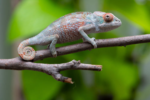 Ambilobe from "Ranomandry-afo" (AKA Ice Fire) x "Frezy" (AKA Strawberry) - Hatched May 2026 - Male #1