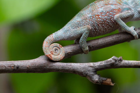 Ambilobe from "Ranomandry-afo" (AKA Ice Fire) x "Frezy" (AKA Strawberry) - Hatched May 2026 - Male #1