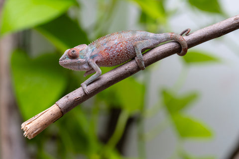 Ambilobe from "Ranomandry-afo" (AKA Ice Fire) x "Frezy" (AKA Strawberry) - Hatched May 2026 - Male #1