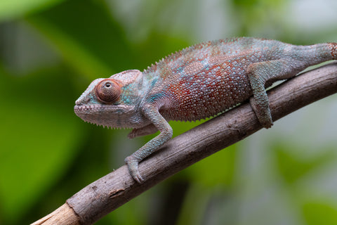 Ambilobe from "Ranomandry-afo" (AKA Ice Fire) x "Frezy" (AKA Strawberry) - Hatched May 2026 - Male #1