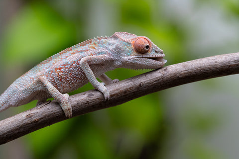 Ambilobe from "Ranomandry-afo" (AKA Ice Fire) x "Frezy" (AKA Strawberry) - Hatched May 2026 - Male #1