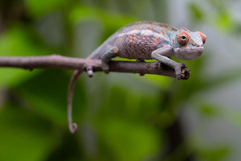 Ambilobe from "Ranomandry-afo" (AKA Ice Fire) x "Frezy" (AKA Strawberry) - Hatched May 2026 - Male #1