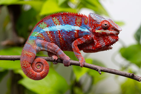 Ambilobe from "Ranomandry-afo" (AKA Ice Fire) x "Frezy" (AKA Strawberry) - Hatched May 2026 - Male #2 - Pick Of Litter