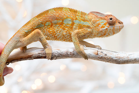 Holdbacks/Individuals: Ambilobe offspring from "Ranomandry-afo" (AKA Ice Fire) x "Traika-anoano" (AKA Abundant Blessing) - Hatched Nov 2025 - Female #1