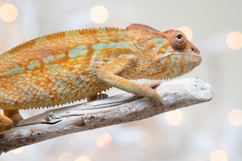 Holdbacks/Individuals: Ambilobe offspring from "Ranomandry-afo" (AKA Ice Fire) x "Traika-anoano" (AKA Abundant Blessing) - Hatched Nov 2025 - Female #1