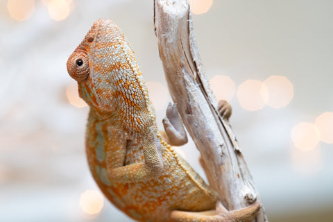 Holdbacks/Individuals: Ambilobe offspring from "Ranomandry-afo" (AKA Ice Fire) x "Traika-anoano" (AKA Abundant Blessing) - Hatched Nov 2025 - Female #1