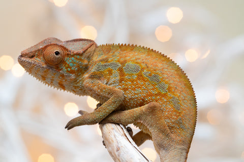 Holdbacks/Individuals: Ambilobe offspring from "Ranomandry-afo" (AKA Ice Fire) x "Traika-anoano" (AKA Abundant Blessing) - Hatched Nov 2025 - Female #1