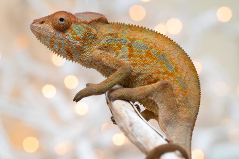 Holdbacks/Individuals: Ambilobe offspring from "Ranomandry-afo" (AKA Ice Fire) x "Traika-anoano" (AKA Abundant Blessing) - Hatched Nov 2025 - Female #1