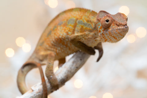 Holdbacks/Individuals: Ambilobe offspring from "Ranomandry-afo" (AKA Ice Fire) x "Traika-anoano" (AKA Abundant Blessing) - Hatched Nov 2025 - Female #1