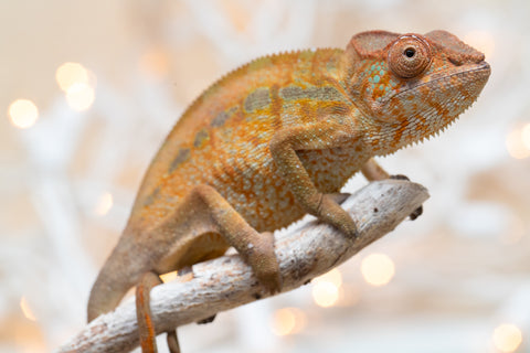 Holdbacks/Individuals: Ambilobe offspring from "Ranomandry-afo" (AKA Ice Fire) x "Traika-anoano" (AKA Abundant Blessing) - Hatched Nov 2025 - Female #1