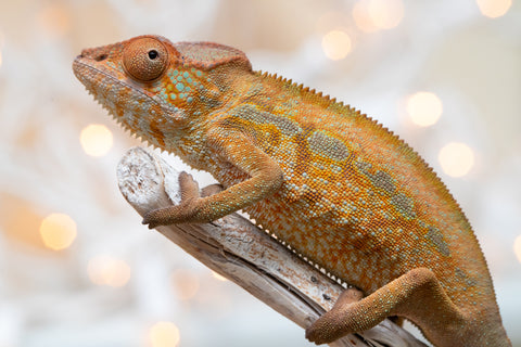 Holdbacks/Individuals: Ambilobe offspring from "Ranomandry-afo" (AKA Ice Fire) x "Traika-anoano" (AKA Abundant Blessing) - Hatched Nov 2025 - Female #1