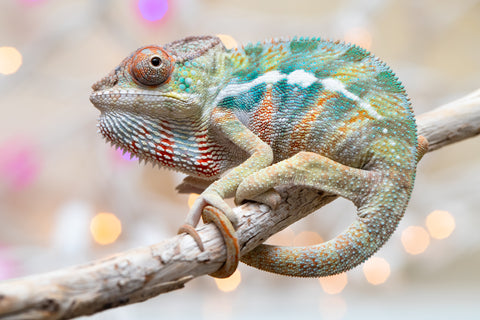 Holdbacks/Individuals: Ambilobe offspring from "Ranomandry-afo" (AKA Ice Fire) x "Traika-anoano" (AKA Abundant Blessing) - Hatched Nov 2025 - Male #1