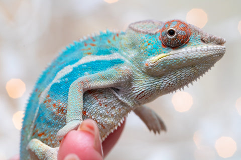 Holdbacks/Individuals: Ambilobe offspring from "Ranomandry-afo" (AKA Ice Fire) x "Traika-anoano" (AKA Abundant Blessing) - Hatched Nov 2025 - Male #1