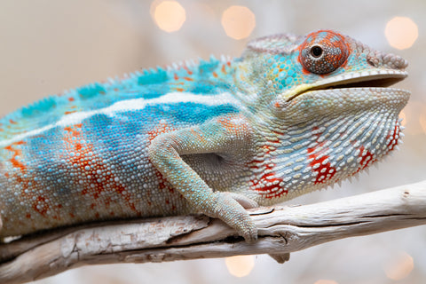 Holdbacks/Individuals: Ambilobe offspring from "Ranomandry-afo" (AKA Ice Fire) x "Traika-anoano" (AKA Abundant Blessing) - Hatched Nov 2025 - Male #1