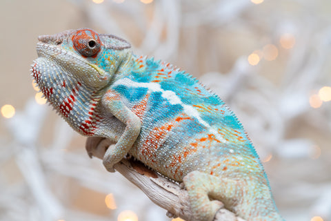 Holdbacks/Individuals: Ambilobe offspring from "Ranomandry-afo" (AKA Ice Fire) x "Traika-anoano" (AKA Abundant Blessing) - Hatched Nov 2025 - Male #1