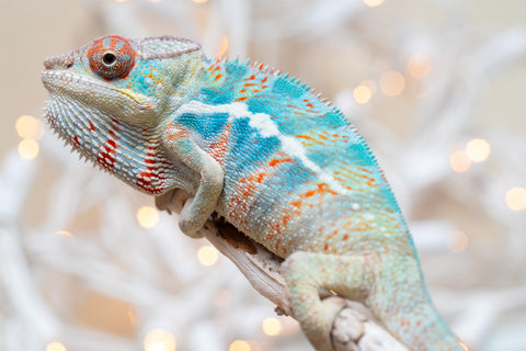 Holdbacks/Individuals: Ambilobe offspring from "Ranomandry-afo" (AKA Ice Fire) x "Traika-anoano" (AKA Abundant Blessing) - Hatched Nov 2025 - Male #1