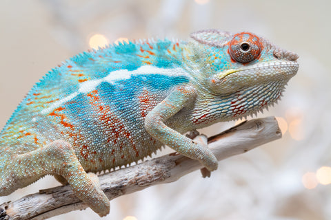 Holdbacks/Individuals: Ambilobe offspring from "Ranomandry-afo" (AKA Ice Fire) x "Traika-anoano" (AKA Abundant Blessing) - Hatched Nov 2025 - Male #1