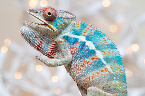 Holdbacks/Individuals: Ambilobe offspring from "Ranomandry-afo" (AKA Ice Fire) x "Traika-anoano" (AKA Abundant Blessing) - Hatched Nov 2025 - Male #1