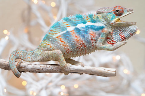 Holdbacks/Individuals: Ambilobe offspring from "Ranomandry-afo" (AKA Ice Fire) x "Traika-anoano" (AKA Abundant Blessing) - Hatched Nov 2025 - Male #1