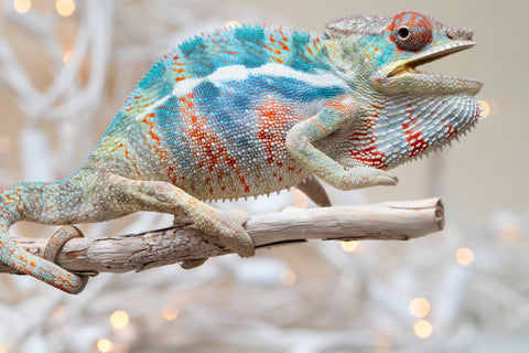 Holdbacks/Individuals: Ambilobe offspring from "Ranomandry-afo" (AKA Ice Fire) x "Traika-anoano" (AKA Abundant Blessing) - Hatched Nov 2025 - Male #1