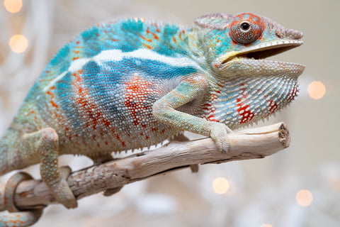 Holdbacks/Individuals: Ambilobe offspring from "Ranomandry-afo" (AKA Ice Fire) x "Traika-anoano" (AKA Abundant Blessing) - Hatched Nov 2025 - Male #1