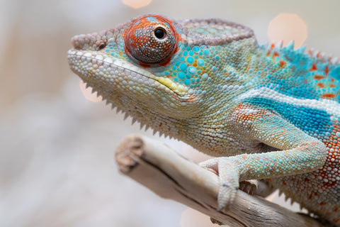 Holdbacks/Individuals: Ambilobe offspring from "Ranomandry-afo" (AKA Ice Fire) x "Traika-anoano" (AKA Abundant Blessing) - Hatched Nov 2025 - Male #1