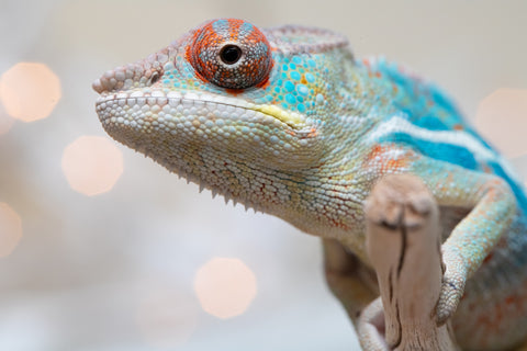 Holdbacks/Individuals: Ambilobe offspring from "Ranomandry-afo" (AKA Ice Fire) x "Traika-anoano" (AKA Abundant Blessing) - Hatched Nov 2025 - Male #1