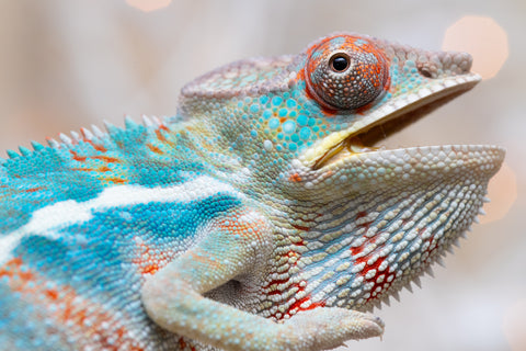 Holdbacks/Individuals: Ambilobe offspring from "Ranomandry-afo" (AKA Ice Fire) x "Traika-anoano" (AKA Abundant Blessing) - Hatched Nov 2025 - Male #1