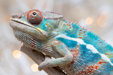 Holdbacks/Individuals: Ambilobe offspring from "Ranomandry-afo" (AKA Ice Fire) x "Traika-anoano" (AKA Abundant Blessing) - Hatched Nov 2025 - Male #1