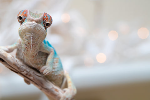 Holdbacks/Individuals: Ambilobe offspring from "Ranomandry-afo" (AKA Ice Fire) x "Traika-anoano" (AKA Abundant Blessing) - Hatched Nov 2025 - Male #1