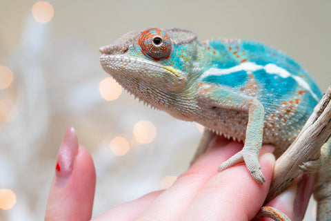 Holdbacks/Individuals: Ambilobe offspring from "Ranomandry-afo" (AKA Ice Fire) x "Traika-anoano" (AKA Abundant Blessing) - Hatched Nov 2025 - Male #1