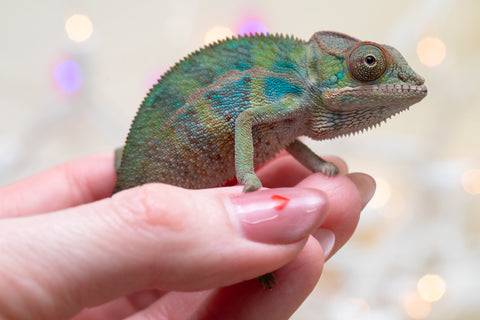 Holdbacks/Individuals: Ambilobe offspring from "Ranomandry-afo" (AKA Ice Fire) x "Traika-anoano" (AKA Abundant Blessing) - Hatched Nov 2025 - Male #2