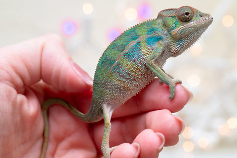 Holdbacks/Individuals: Ambilobe offspring from "Ranomandry-afo" (AKA Ice Fire) x "Traika-anoano" (AKA Abundant Blessing) - Hatched Nov 2025 - Male #2