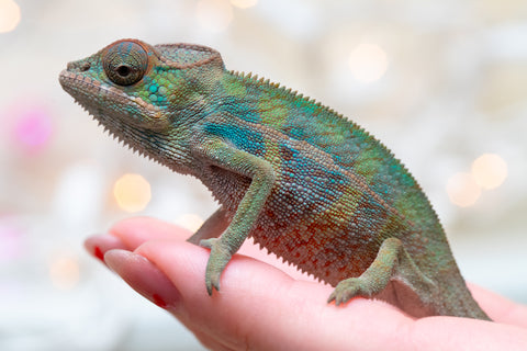 Holdbacks/Individuals: Ambilobe offspring from "Ranomandry-afo" (AKA Ice Fire) x "Traika-anoano" (AKA Abundant Blessing) - Hatched Nov 2025 - Male #2