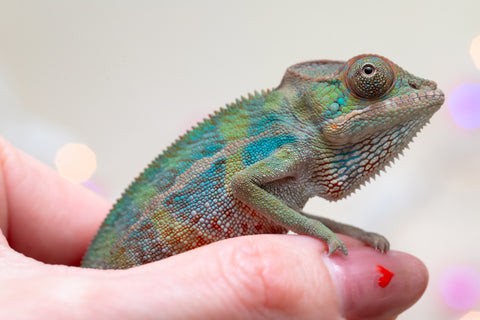 Holdbacks/Individuals: Ambilobe offspring from "Ranomandry-afo" (AKA Ice Fire) x "Traika-anoano" (AKA Abundant Blessing) - Hatched Nov 2025 - Male #2