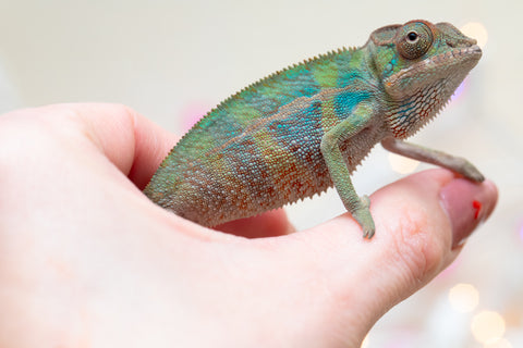 Holdbacks/Individuals: Ambilobe offspring from "Ranomandry-afo" (AKA Ice Fire) x "Traika-anoano" (AKA Abundant Blessing) - Hatched Nov 2025 - Male #2