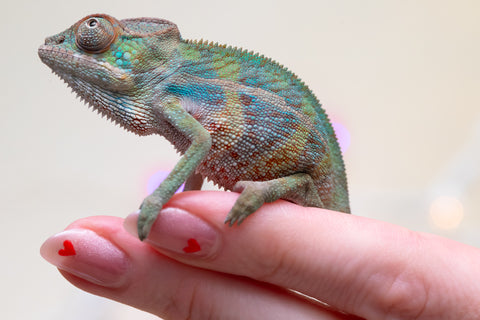 Holdbacks/Individuals: Ambilobe offspring from "Ranomandry-afo" (AKA Ice Fire) x "Traika-anoano" (AKA Abundant Blessing) - Hatched Nov 2025 - Male #2