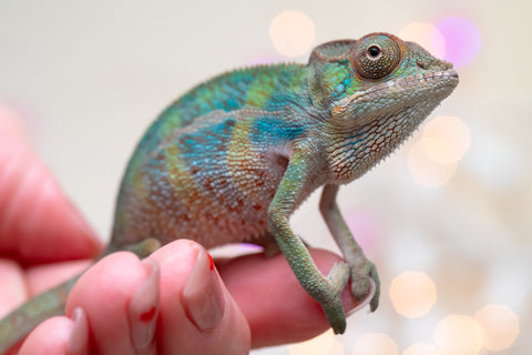 Holdbacks/Individuals: Ambilobe offspring from "Ranomandry-afo" (AKA Ice Fire) x "Traika-anoano" (AKA Abundant Blessing) - Hatched Nov 2025 - Male #2