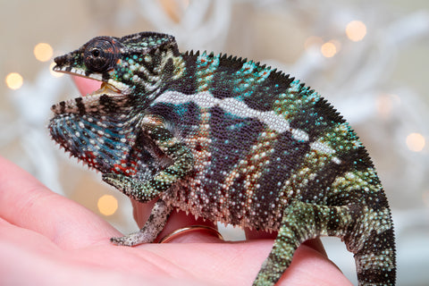 Holdbacks/Individuals: Ambilobe offspring from "Ranomandry-afo" (AKA Ice Fire) x "Traika-anoano" (AKA Abundant Blessing) - Hatched Nov 2025 - Male #3